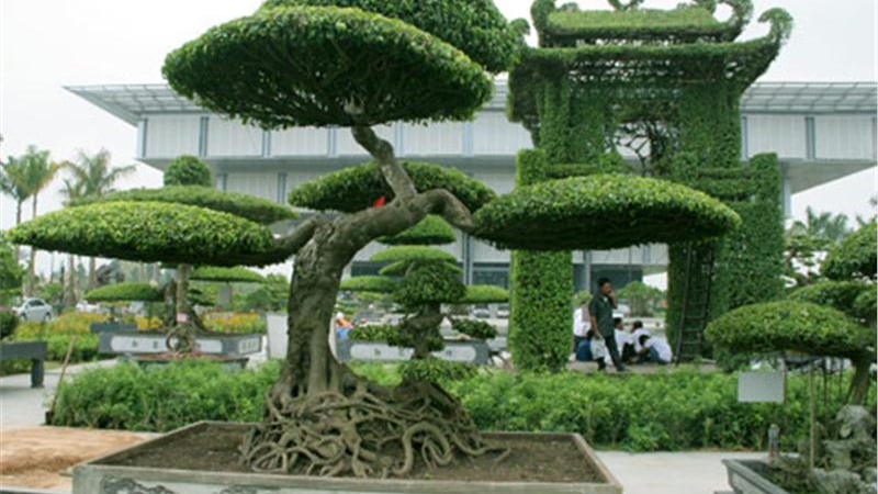 images_photo_north_namdinh_bonsai1x800x800x4w850h450